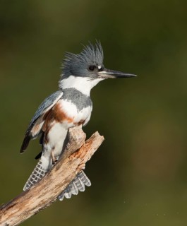 Belted Kingfisher (Megaceryle alcyon) female perched on a branch, Florida, USA