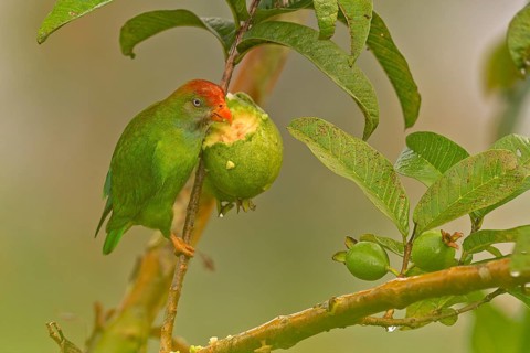 Sri Lanka hanging Parrot (Loriculus beryllinus) bei Frühstück im Regenwald von Sri Lanka