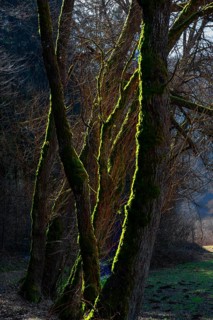 Mossy trees in backlight, Auseßtal, Upper Franconia, Bavaria, Germany