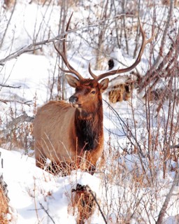 A american elk (Cervus canadensis), Wapiti, Wyoming, Unitd States