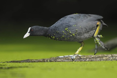 Eurasian Coot (Fulica atra), North Rhine-Westphalia, Germany
