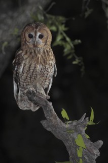 Tawny Owl (Strix aluco), Andalusia, Spain