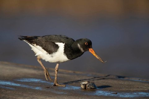 Eurasian oystercatcher (Haematopus ostralegus) adult wading bird feeding on a mussel shell on a