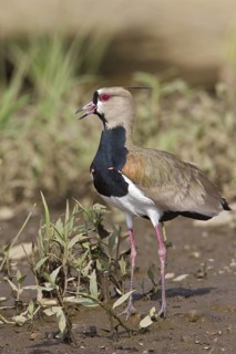 Southern Lapwing (Vanellus chilensis) feeding along the shore of a river in Costa Rica, Central