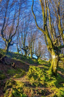 A beech forest on the summit of Mount Adarra in Urnieta. Gipuzkoa, Basque Country