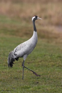 Common Crane (Grus grus), Mecklenburg-Western Pomerania, Germany