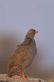 Red-billed Spurfowl (Pternistis adspersus), Oshikoto, Namibia