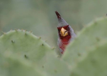 Pyrrhuloxia (Cardinalis sinuatus) male, Texas, USA