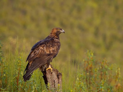 Golden Eagle, (Aquila chrysaetos), bird of prey, hawk family, perch, biotope, habitat, foraging, El
