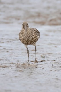 Eurasian curlew (Numenius arquata) adult wading bird on a mudflat, Norfolk, England, United Kingdom
