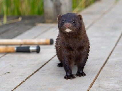 A curious mink