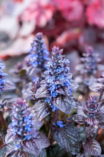 Blue bugle (Ajuga reptans 'Elmblut'),  Germany