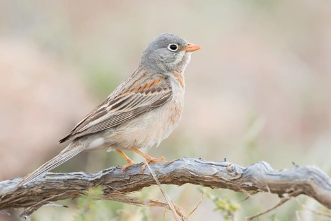 Grey-necked Bunting - Steinortolan - Emberiza buchanani, Kyrgyzstan, adult male