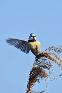 Blue tit (Cyanistes caeruleus, Parus caeruleus) sitting on reeds (Phragmites australis), North