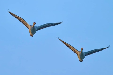 Two geese flying synchronously in the blue sky, greylag goose (Anser anser), spring, bird island,