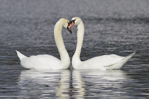 Mute Swan (Cygnus olor), British Columbia, Canada