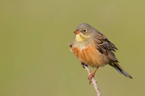 Ortolan Bunting - Ortolan - Emberiza hortulana, Kazakhstan, adult male