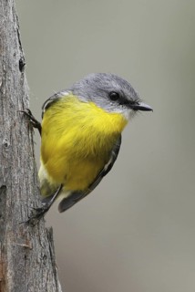 Eastern Yellow Robin (Eopsaltria australis), Victoria, Australia