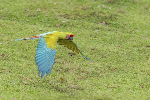 Great Green Macaw (Ara ambiguus) flying, Costa Rica