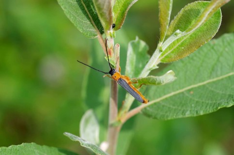 Willow line buck (Oberea oculata), orange, black, antennae, leaves