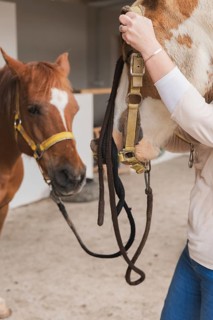 A woman gently takes care of two horses on a farm, showcasing her interaction with these majestic