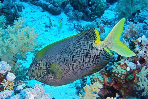 Spotted rabbitfish (Siganus stellatus laqueus)