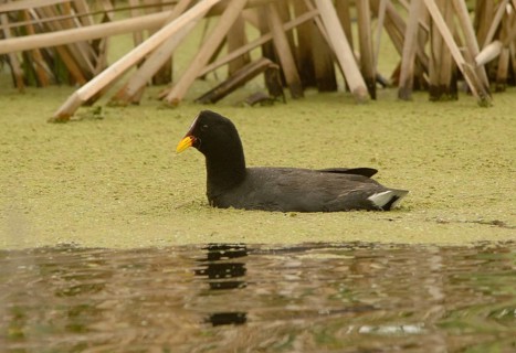 Red-fronted Coot (Fulica rufifrons), Buenos Aires, Argentina
