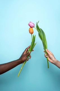 Close-up of diverse hands of a man and woman delicately holding tulips against a solid blue