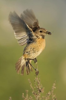 European Stonechat (Saxicola rubicola) female with insect in its beak, Rhineland-Palatinate,