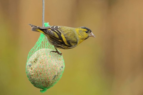 Eurasian Siskin (Spinus spinus) male, Lower Saxony, Germany