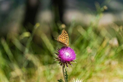 A silver fritillary butterfly gracefully perches on a vibrant thistle flower in the lush wild