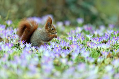 Squirrel, tree squirrel, sitting in a meadow with purple crocuses, crocus, spring, flowers,