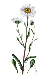 Chrysanthemun leucanthemum, Leucanthemum vulgare, meadow daisy, digital reproduction of a