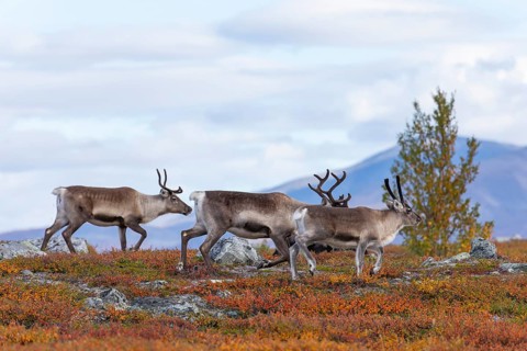 Reindeer herd at Abisko National Park in the colourful autumn of Lapland below Lapporten,