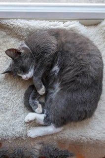 Sleeping, dreaming cat lying on a sheepskin, Mecklenburg-Vorpommern, Germany
