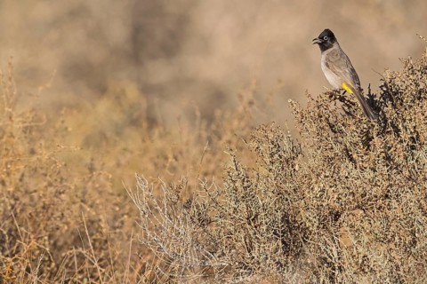 Yellow-breasted bulbul, also Valombrosa bulbul, (Pycnonotus xanthopygos), on perch, bulbul,