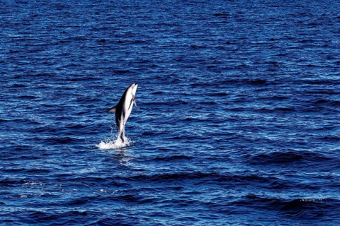 A dolphin leaps dynamically out of the blue sea, water splashing around it, The Clymene dolphin