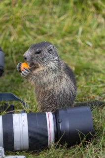 One young Alpine Marmot, Marmota marmota, sitting next to a photographers lens, feeding on a carrot