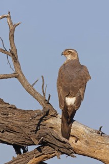 Pale Chanting Goshawk (Melierax canorus) juvenile, Northern Cape, South Africa