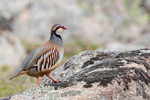 Red-legged Partridge (Alectoris rufa), Andalusia, Spain
