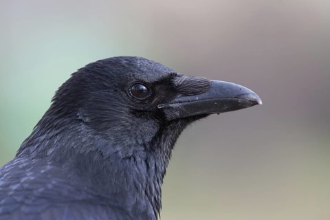 Carrion Crow (Corvus corone), Baden-Wuerttemberg, Germany