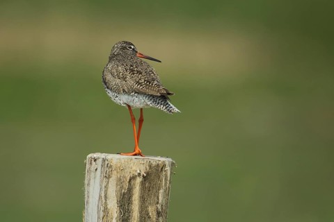 Redshank (Tringa totanus) standing on a pole, Slufterweg, Texel, North Holland, Netherlands