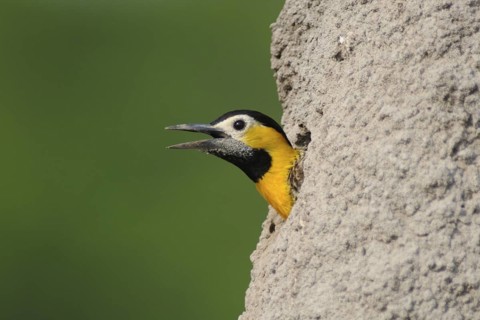 Campo Flicker (Colaptes campestris), Pantanal, Brazil