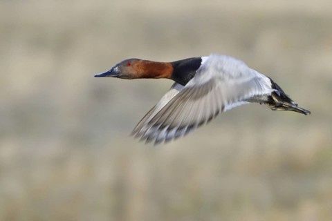 Canvasback (Aythya valisineria) male flying, Manitoba, Canada