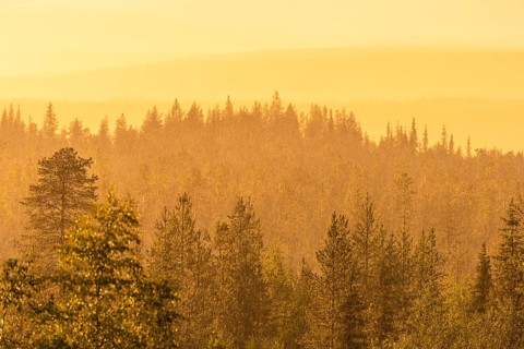 Rain shower over forest area, Gällivare, Norrbotten, Lapland, Sweden, August 2020