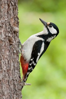 Great Spotted Woodpecker (Dendrocopos major) female, Finland