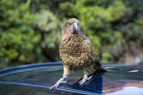 A Kea sits on a car roof. Milford Road, Fiordland National Park, Southland Region, South Island,