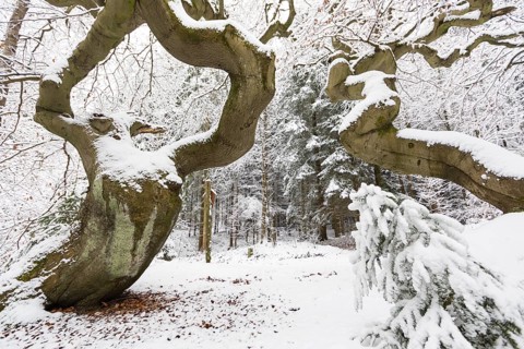 Snow-covered Süntel beech, copper beech (Fagus sylvatica), Tharandt Forest, Saxony, Germany