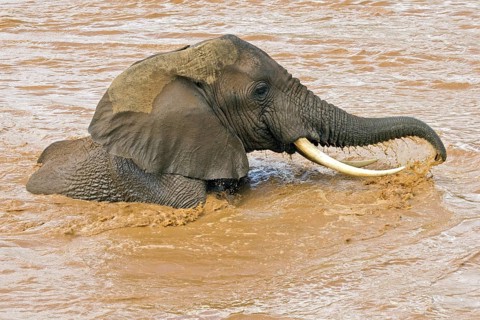 African elephant (Loxodonta africana) bathes in Ewaso Ngiro River, Samburu National Reserve, Kenya