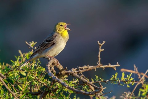 Cinereous Bunting (Emberiza cineracea) male singing from a branch, Lesvos, Greece